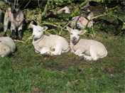 brun-farm-sheeps